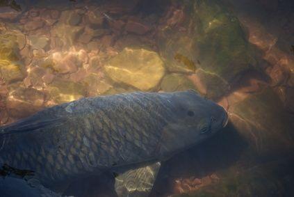 So good :) - article-newehowimagesa0681i2smoke-carp-fish-800x800.jpg
